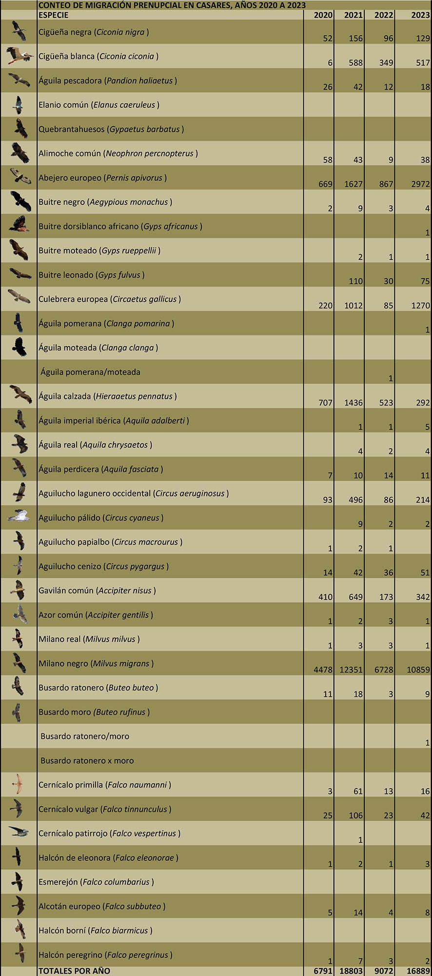 Censo migratorio de aves rapaces en t.m. de Casares en 2023