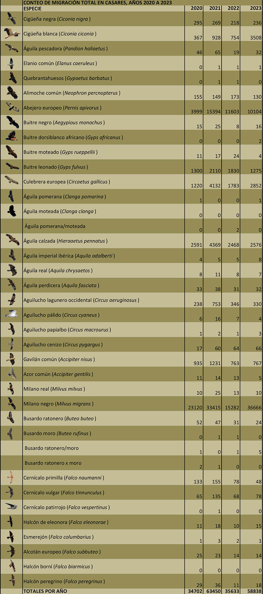 Censo migratorio de aves rapaces en t.m. de Casares en 2023