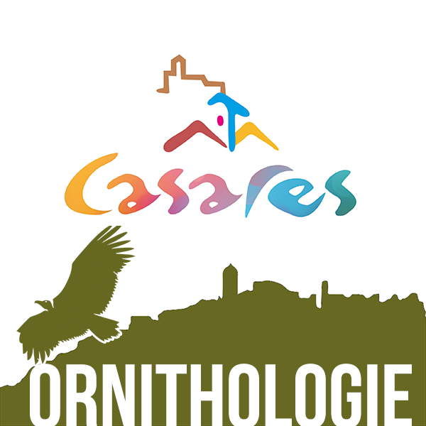 Ornithologie à Casares